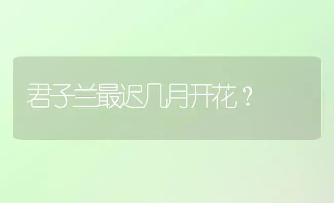 君子兰最迟几月开花？ | 绿植常识