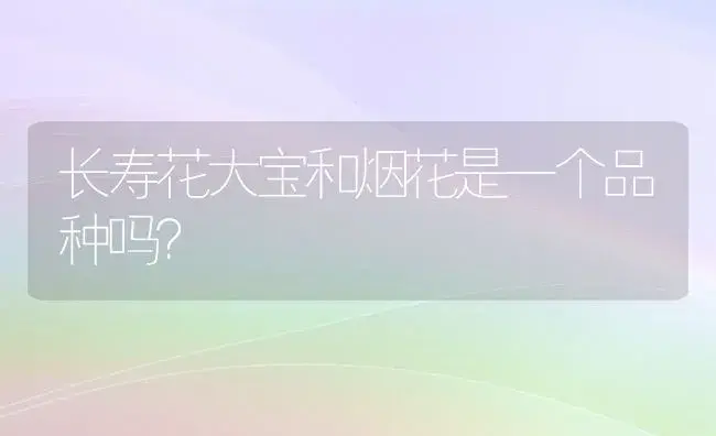 长寿花大宝和烟花是一个品种吗？ | 多肉养殖