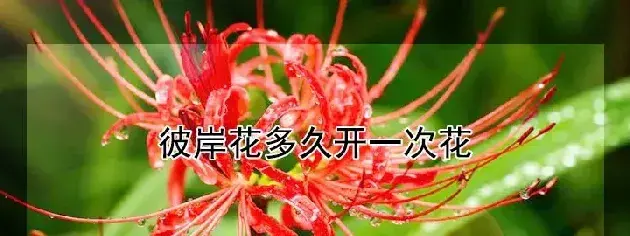 彼岸花多久开一次花