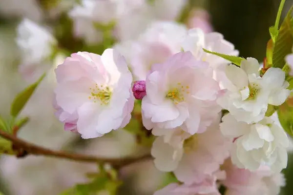 樱花花语 有什么含义