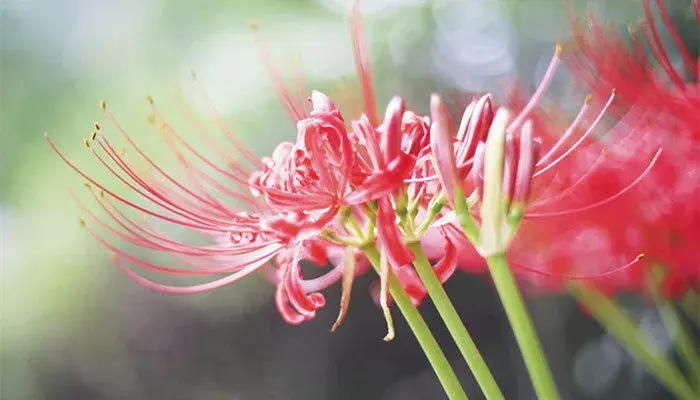 曼陀罗华花语