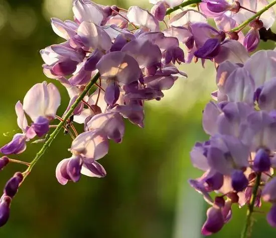 紫藤花花语是什么，紫藤花的花语和寓意(深深的思念/缠绵的爱/寓意爱情)