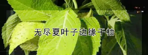 无尽夏叶子边缘干枯