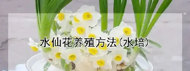 水仙花养殖方法(水培)