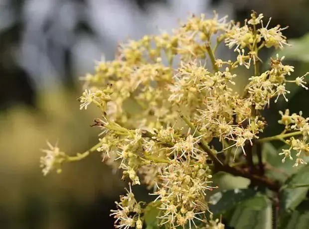 荔枝花芽分化需要什么条件？