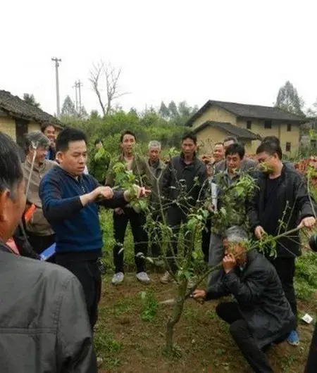 花卉果蔬盆景 | 山楂栽培技术