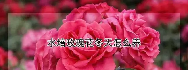 水培玫瑰花冬天怎么养