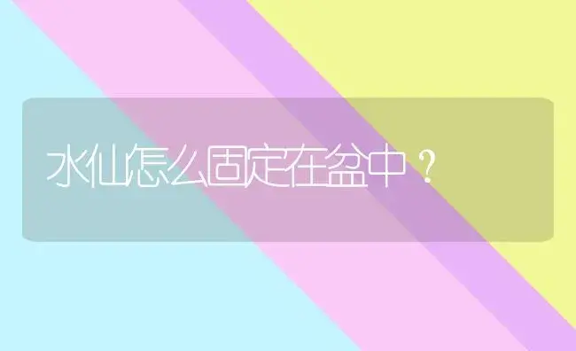 水仙怎么固定在盆中？ | 绿植常识