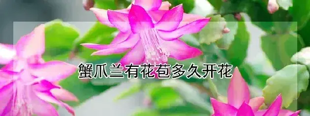 蟹爪兰有花苞多久开花