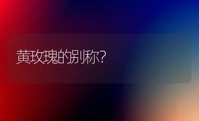 黄玫瑰的别称？ | 绿植常识