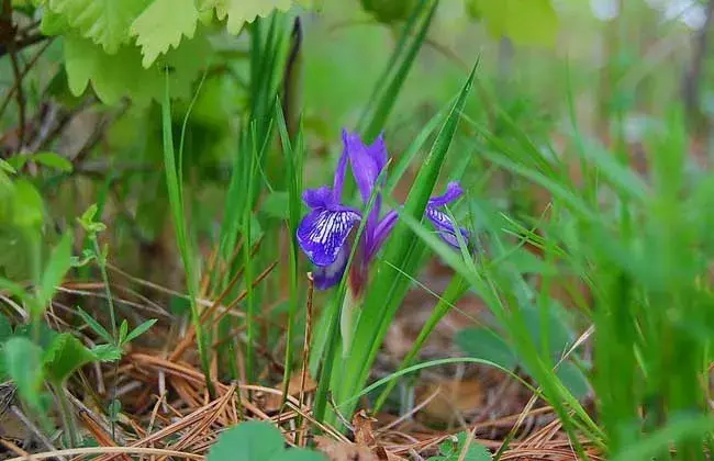 兰花的花语及象征意义