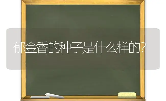 郁金香的种子是什么样的？ | 绿植常识