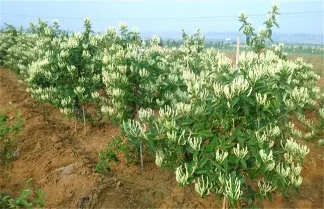 金银花的栽培技术