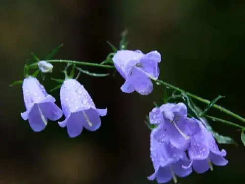 风铃草的花语及传说