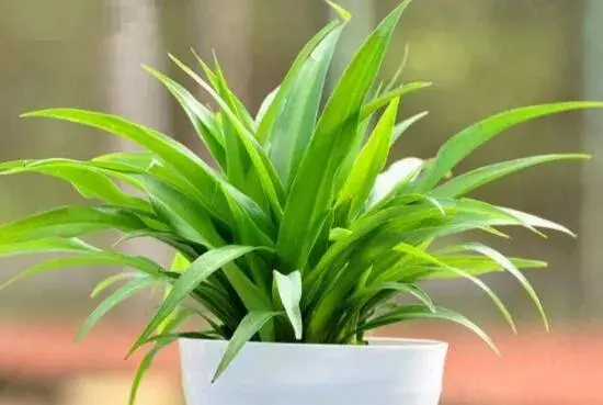 青叶吊兰会开花吗，青叶吊兰花语和传说/6月开花开到8月