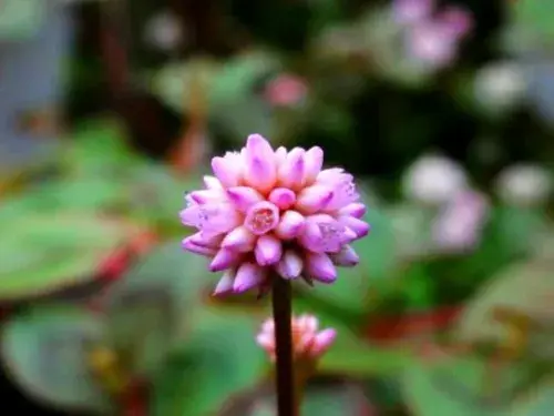 花卉果蔬盆景 | 头花蓼种植技术