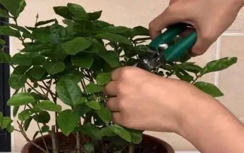 茉莉花怎样短截？