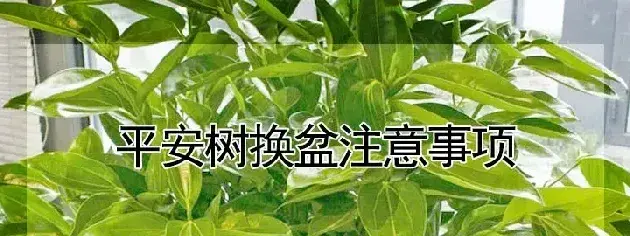 平安树换盆注意事项