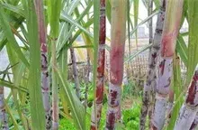 甘蔗种植农民有信心