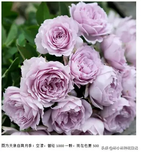 月季花哪个品种好，且珍贵？