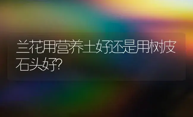 兰花用营养土好还是用树皮石头好？ | 绿植常识