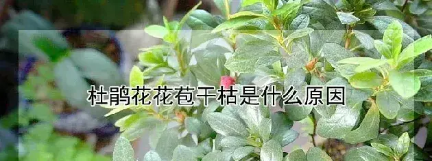 杜鹃花花苞干枯是什么原因