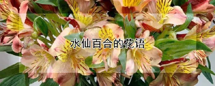 水仙百合的花语