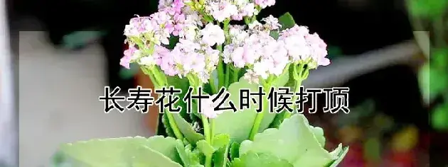 长寿花什么时候打顶