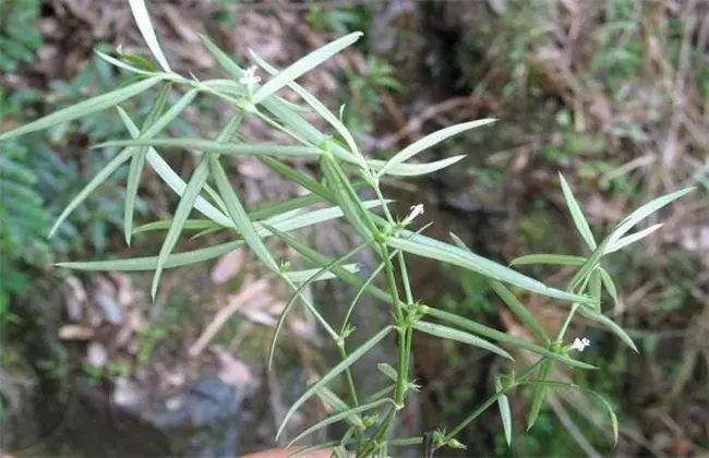 白花蛇舌草栽培技术