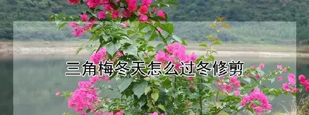 三角梅冬天怎么过冬修剪