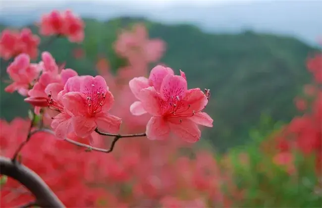 映山红的种植技术