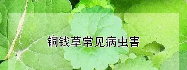 铜钱草常见病虫害