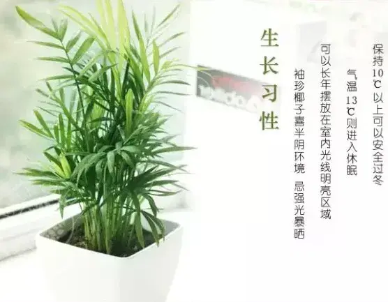 盆景知识 | 适合秋季养殖的室内盆栽植物