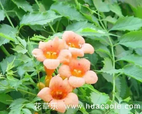 紫葳花语（凌霄花花语）有哪些？