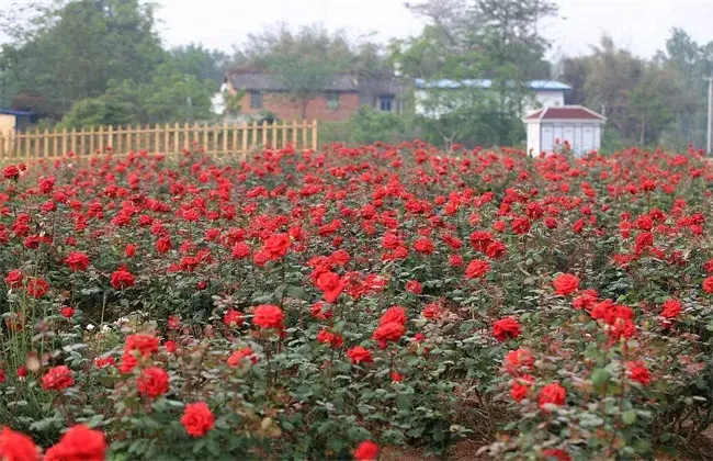 月季花的养殖措施介绍