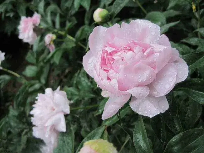 芍药花什么时候开，芍药花语