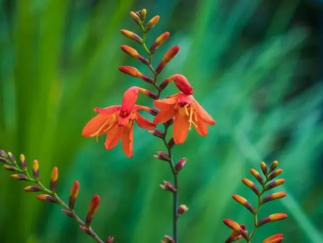 火星花的花语是什么，火星花有毒吗