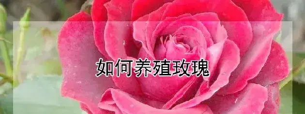 如何养殖玫瑰