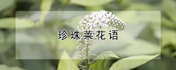 珍珠莱花语