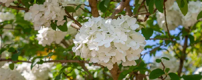 白色绣球花的花语 白色绣球花的寓意