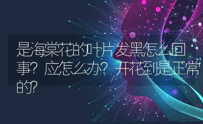 是海棠花的叶片发黑怎么回事？应怎么办？开花到是正常的？ | 绿植常识