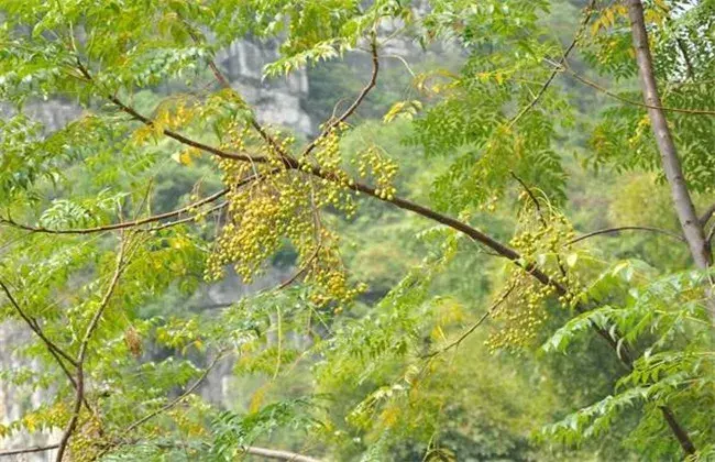 苦楝的种植技术