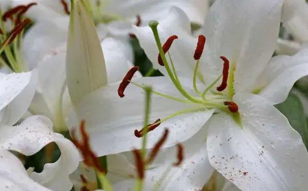 百合花语是什么？纯洁、婚礼的祝福、高贵