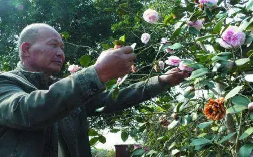 盆栽修剪 | 茶花开花后怎么修剪