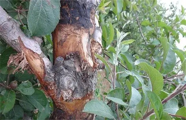 果树腐烂病出现 因素