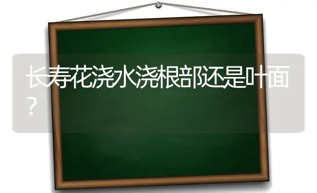 长寿花浇水浇根部还是叶面？ | 多肉养殖