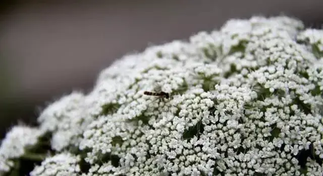 6月19日萝卜花生日花语有哪些？