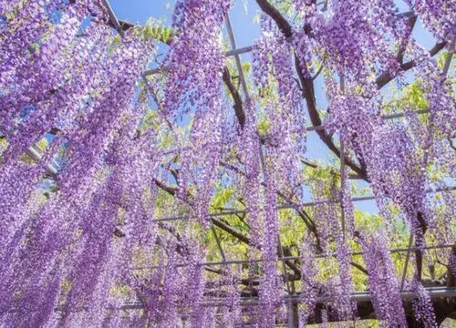 表示高冷的花 花语是高冷的花