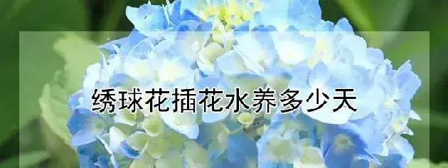 绣球花插花水养多少天