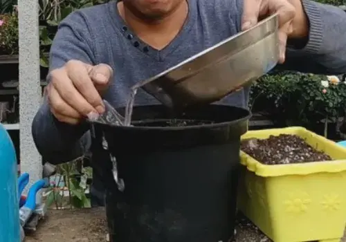 花卉果蔬盆景 | 大丽花的块茎种植方法和过程